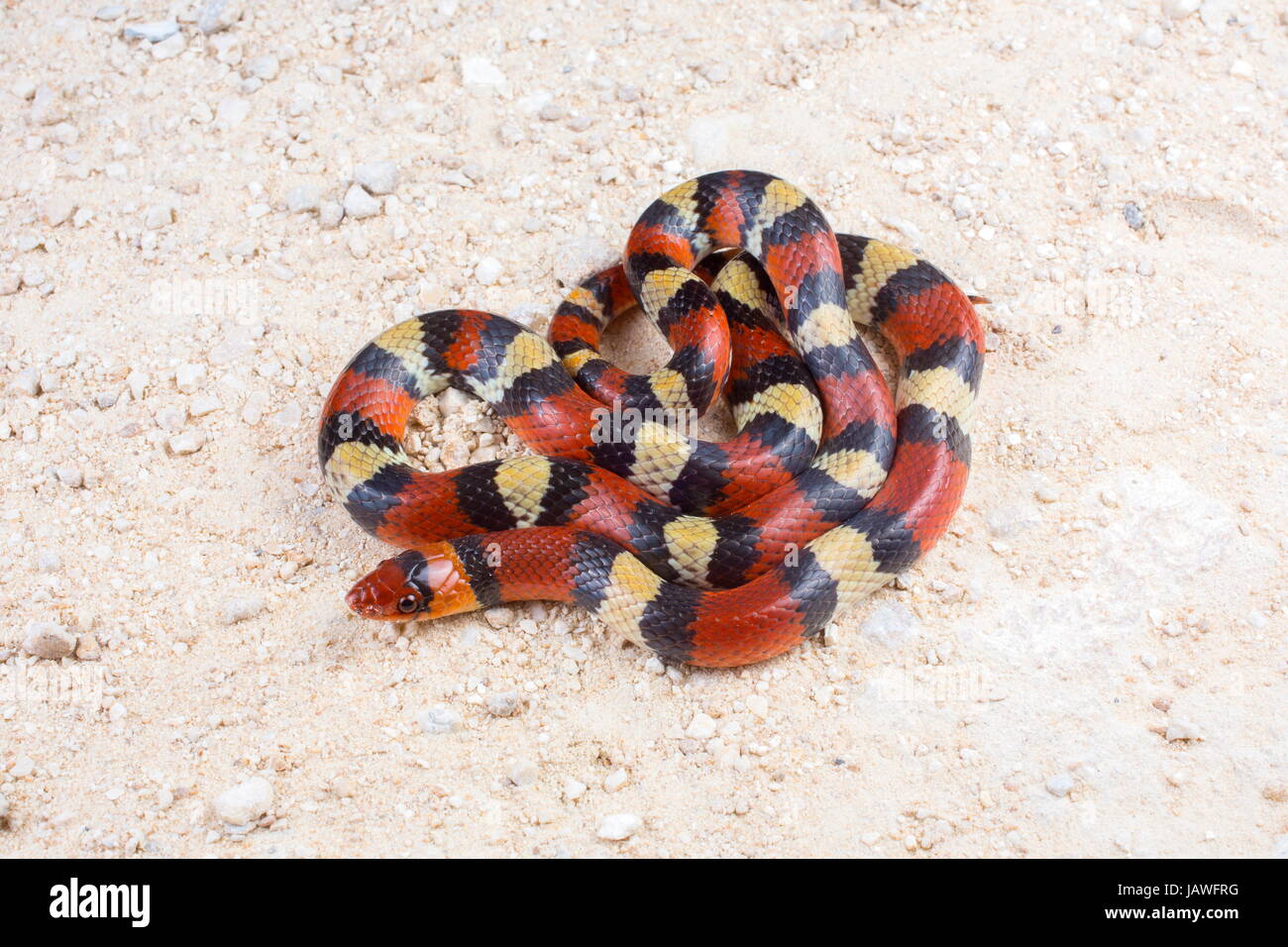A coiled scarlet snake, Cemophora coccinea. Stock Photo