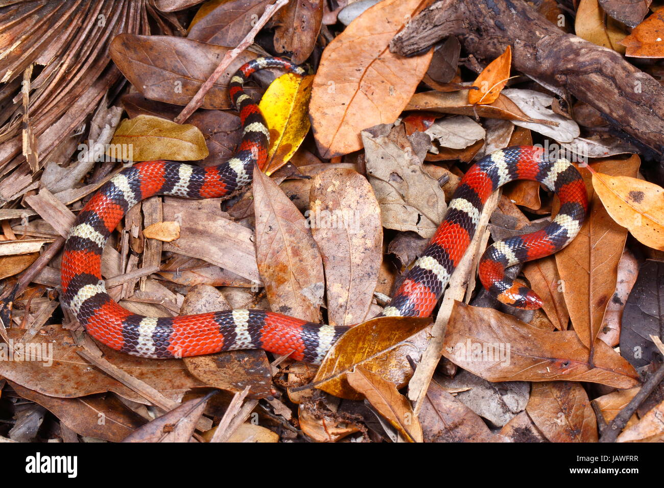 https://c8.alamy.com/comp/JAWFRR/a-scarlet-snake-cemophora-coccinea-on-leaf-litter-JAWFRR.jpg