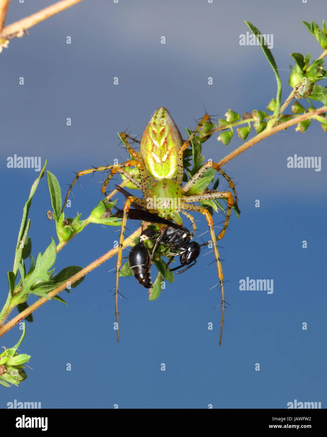 A green lynx spider, Peucetia viridans, preying on a wasp. Stock Photo