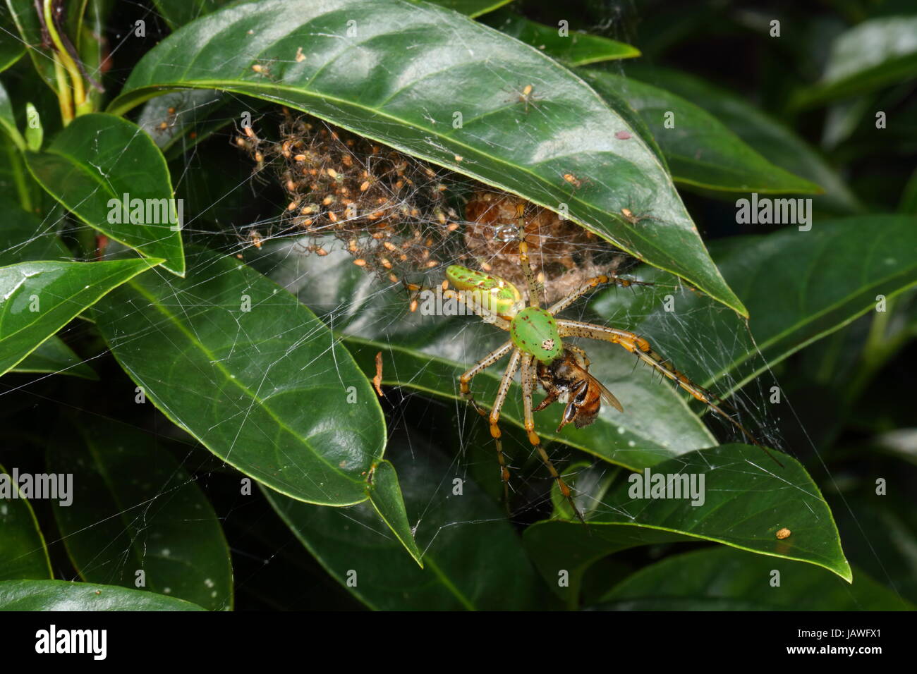 A green lynx spider with babies, Peucetia viridans, preying on a honey bee. Stock Photo