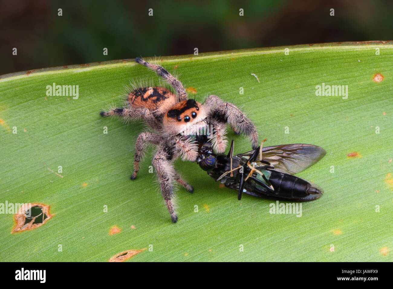 A female regal jumping spider, Phiddipus regius, preying on a saw fly. Stock Photo
