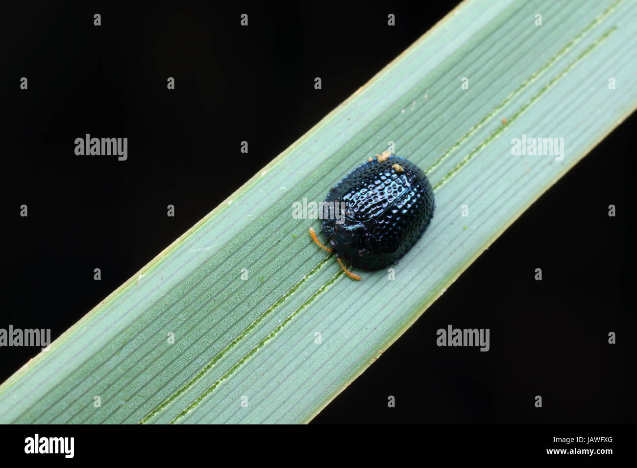 A palmetto tortoise beetle, Hemisphaerota cyanea, on a leaf. Stock Photo