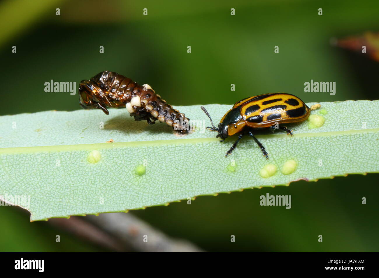 Cottonwood leaf beetles, Chrysomela scripta, on willow. Stock Photo