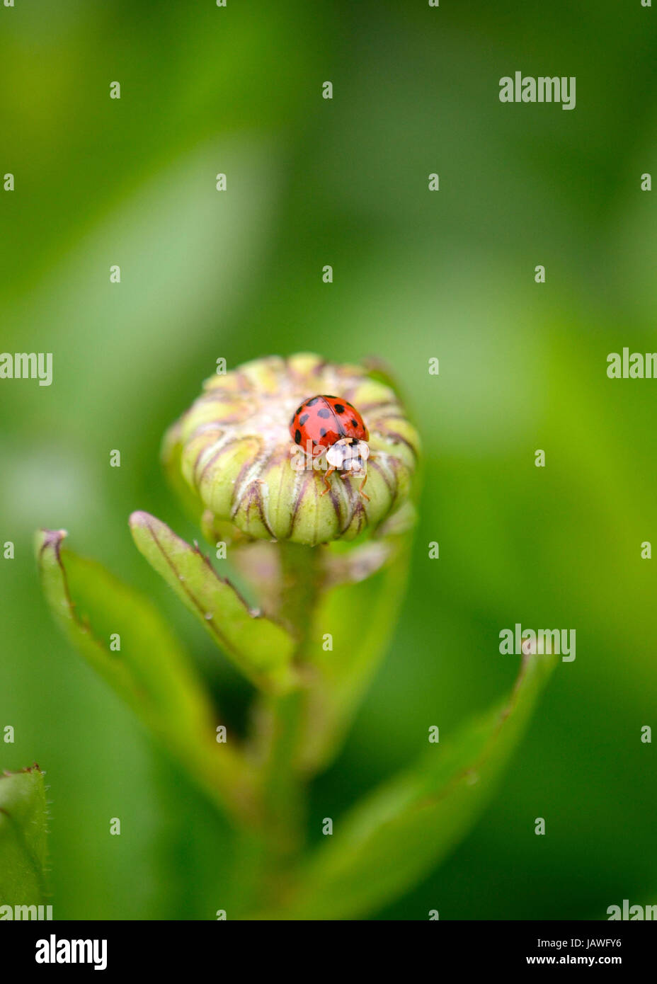 Ladybug isolated on a budding daisy flower, with dense green foliage in soft focus at the background. Stock Photo