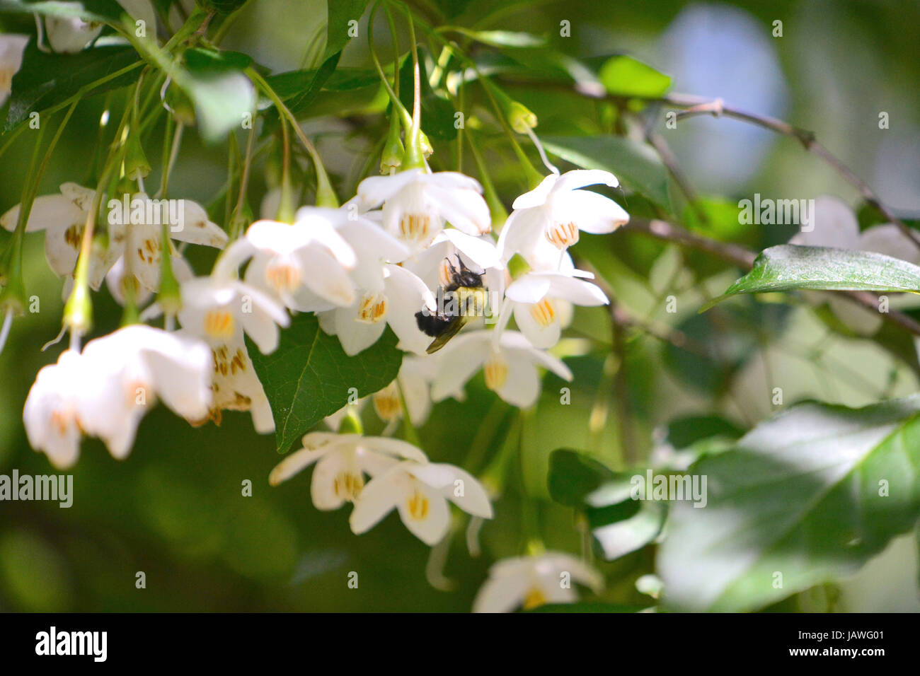 Bumblebee isolated in a Japanese snowbell tree, with bright blue sky and green leaves in so ft focus at the background. Stock Photo