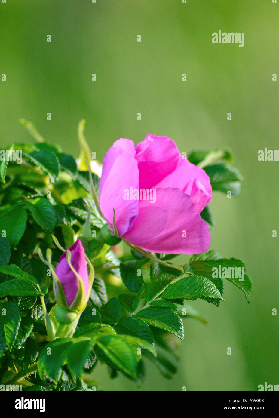Wild pink rose isolated in a soft morning sunlight, with dense green foliage in soft focus at the background. Stock Photo