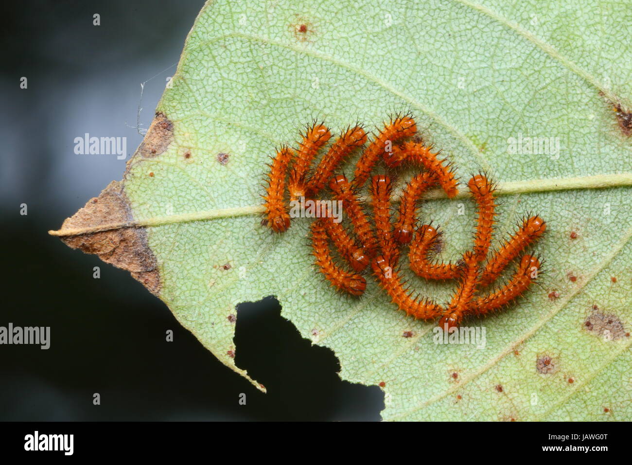 Close up of second instar Io moth larvae, Automeris io. Stock Photo