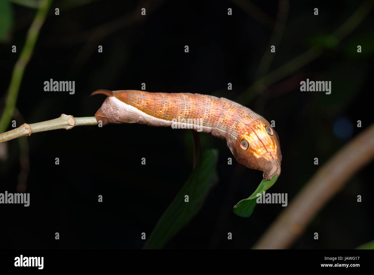 Close up of a Pluto sphinx moth caterpillar, Xylophanes pluto, feeding on fire bush leaves. Stock Photo