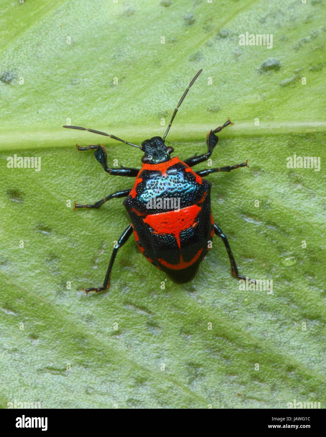 A predatory anchor stink bug, Stiretrus anchorago, crawling on a leaf. Stock Photo