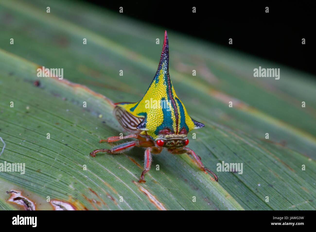 Thorn bug, Umbonia crassicornis, on a palm frond. Stock Photo