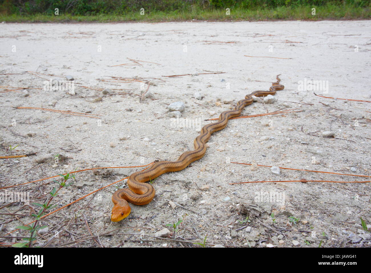 A yellow rat snake, Pantherophis obsoleta quadrivittata. Stock Photo