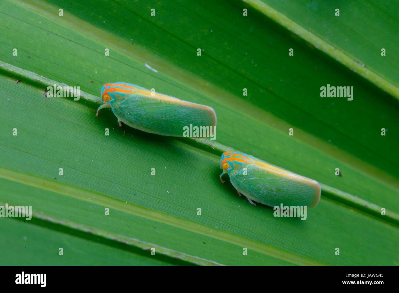A leafhopper, Cicadellidae, on a saw palmetto frond. Stock Photo