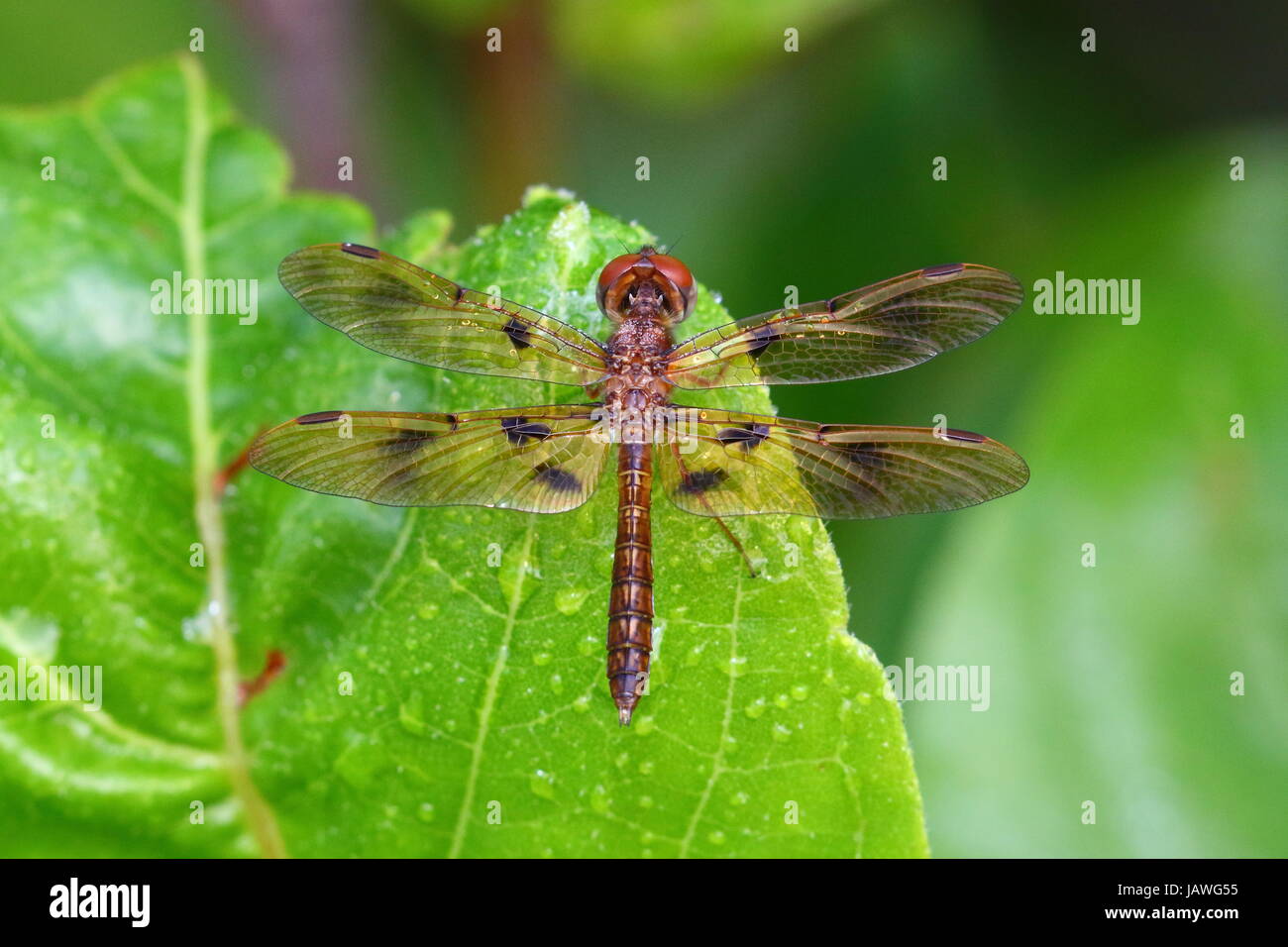 A painted skimmer, Ibellula semifasciata, rests on a green leaf in Florida's Everglades. Stock Photo