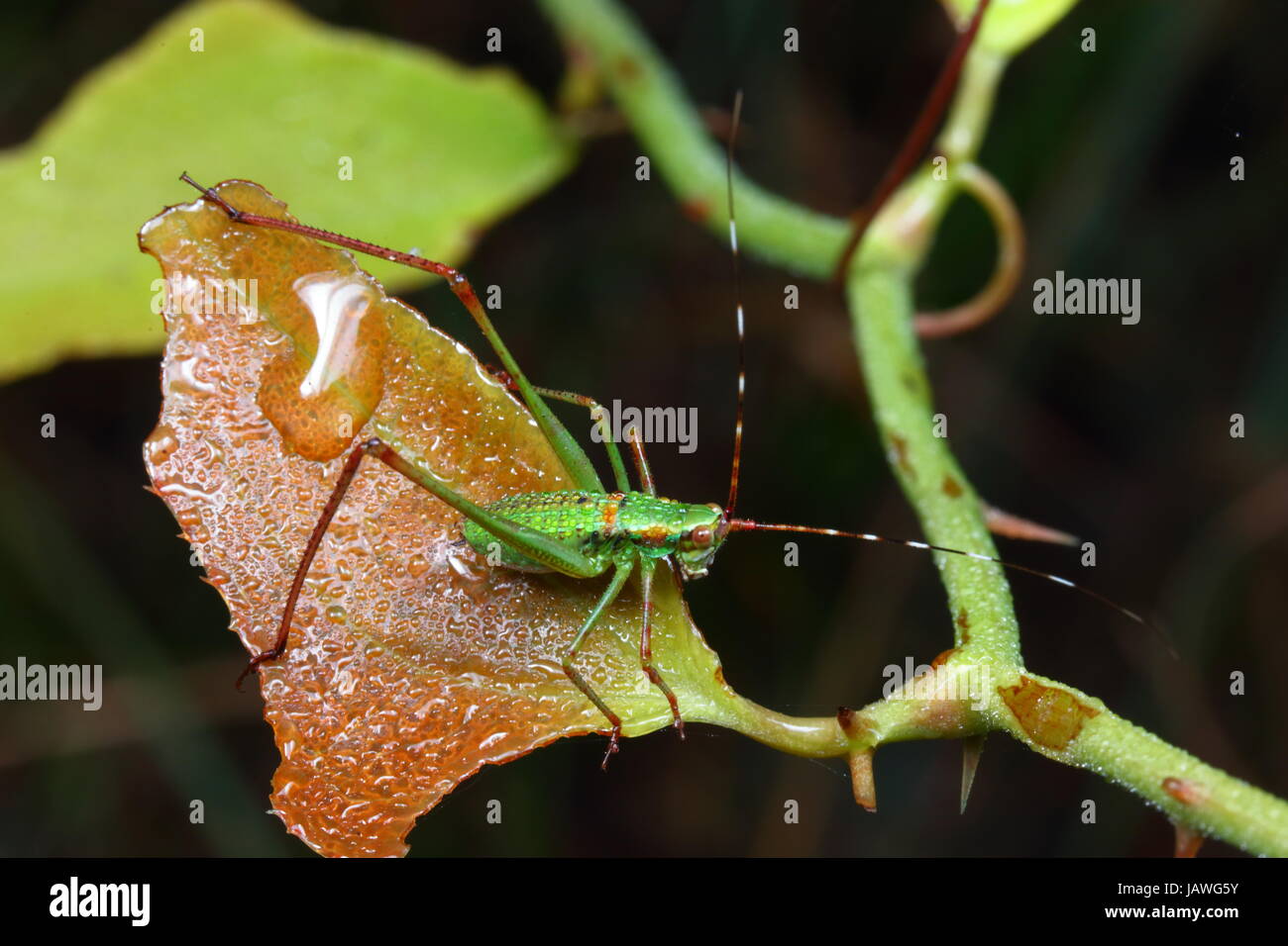 A fork-tailed katydid nymph of the genus Scudaria. Stock Photo