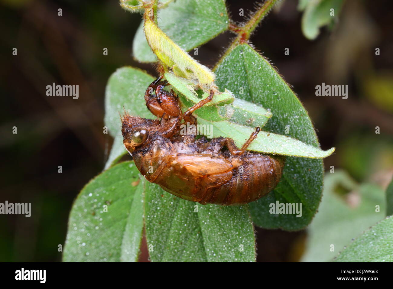 A large cicada exoskeleton, Neotibicen resonans, after emergence. Stock Photo