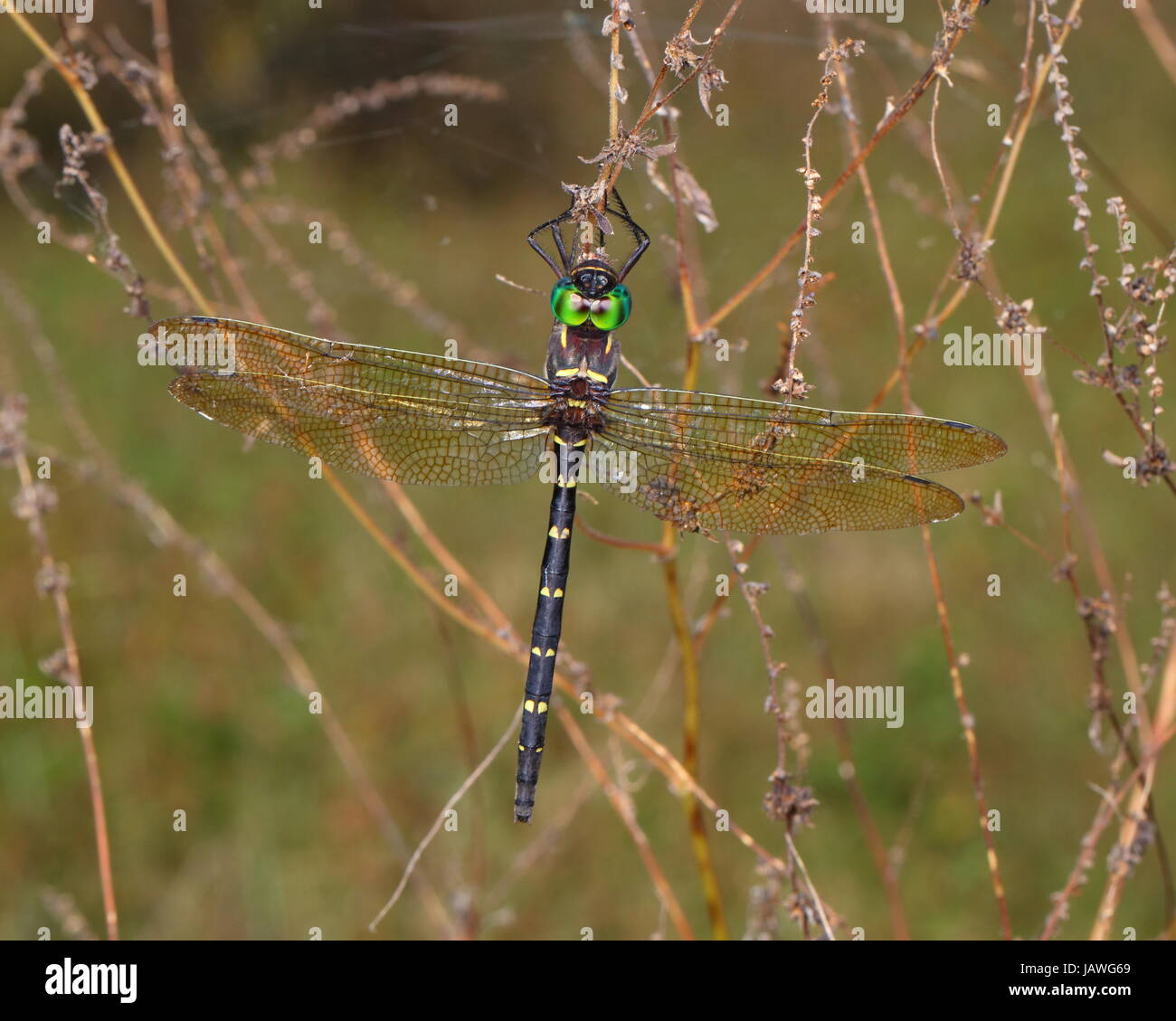 A regal darner dragonfly, Coryphaeschna ingens, shortly after emerging from the nymph stage. Stock Photo