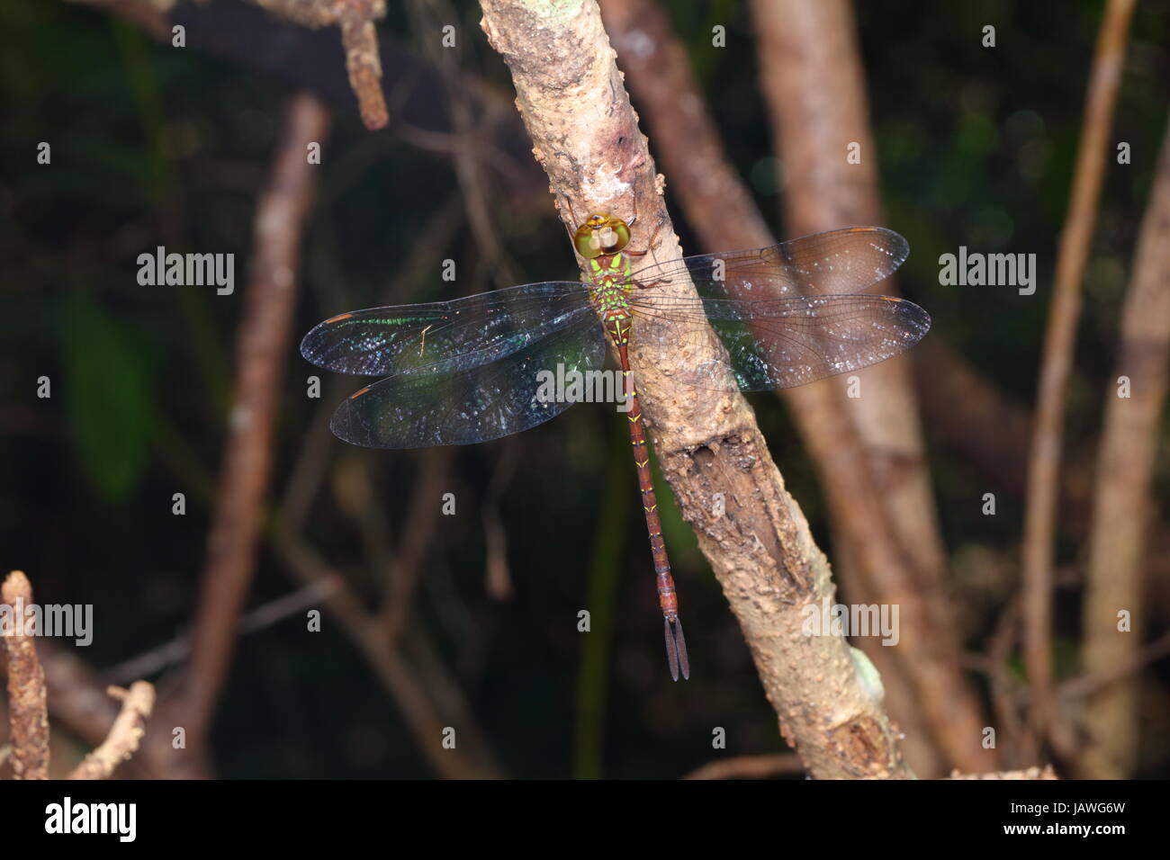 A shadow darner, Aeshna umbrosa, a migratory dragonfly species. Stock Photo