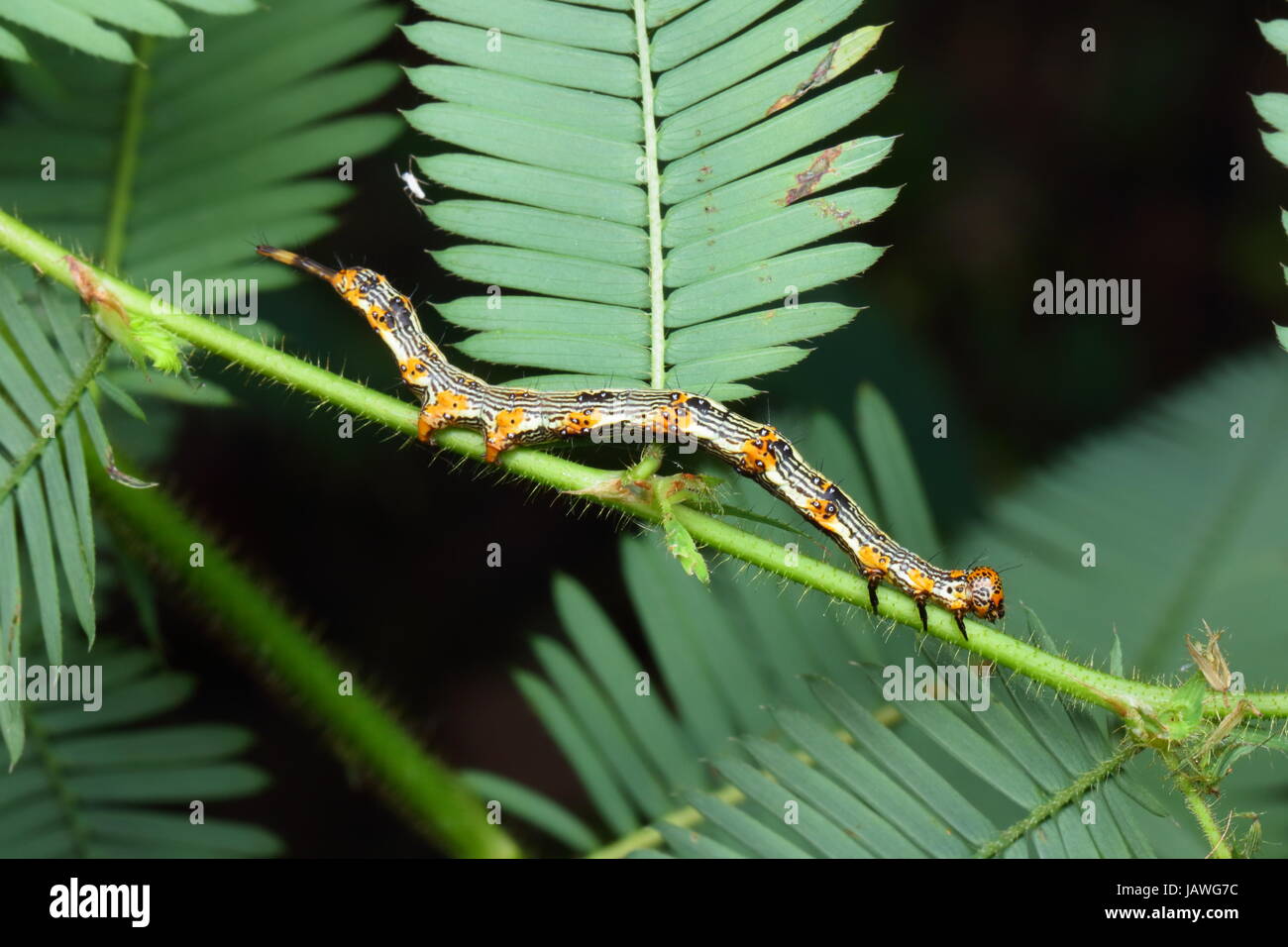 A legume caterpillar, Selenisa sueroides, crawls on a legume stem. Stock Photo