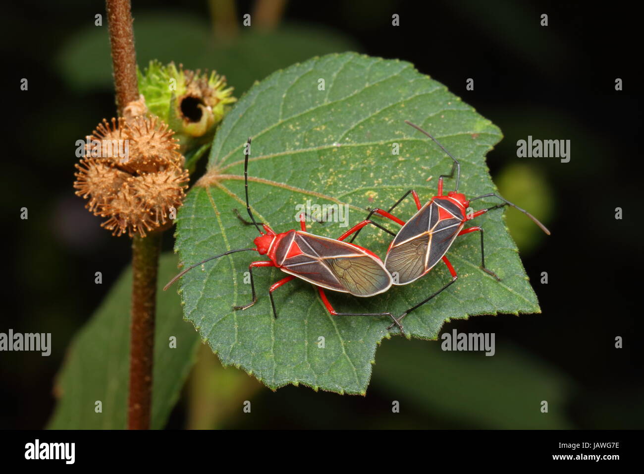Close up of a pair of cotton stainers, Dysdercus andreae. Stock Photo