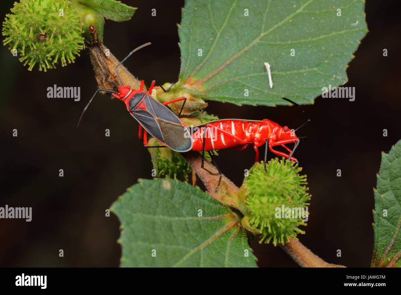Close up of a pair of cotton stainers, Dysdercus andreae. Stock Photo