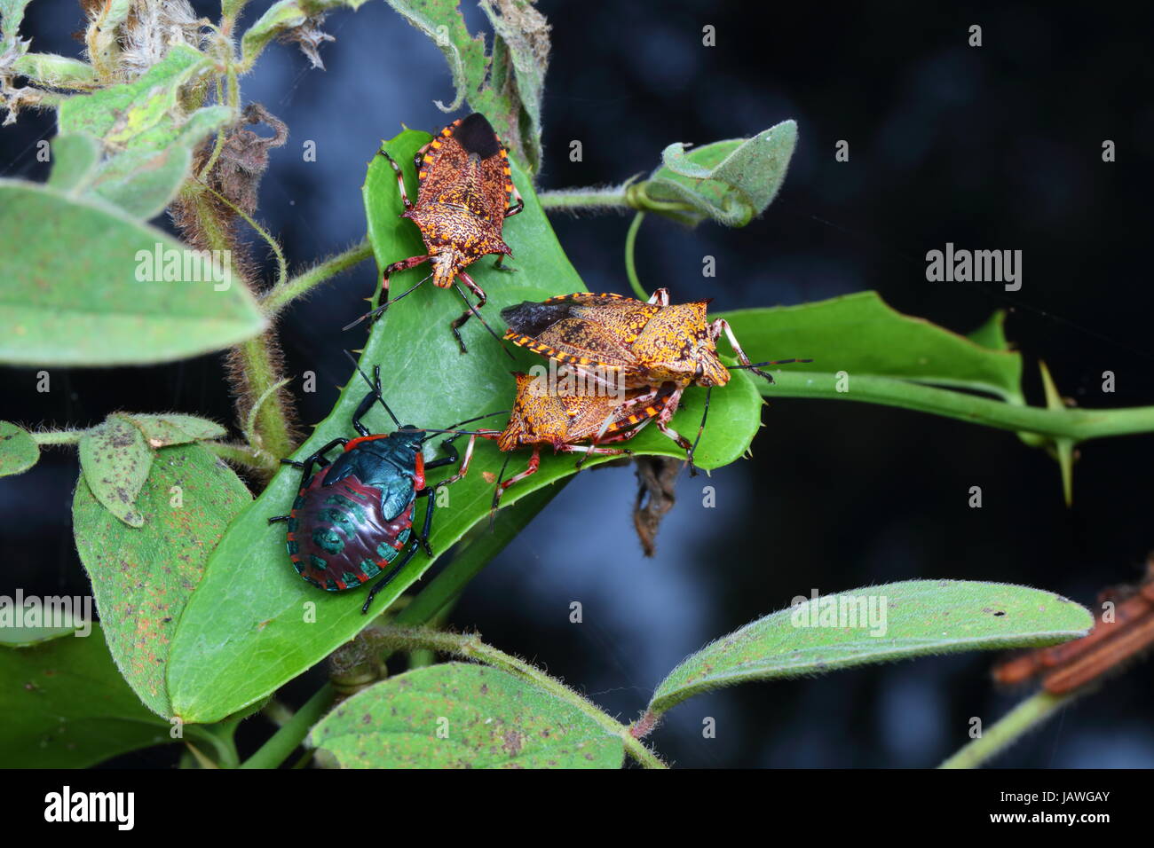 Giant strong nosed stink bugs, Alcaeorrhynchus grandis, adult and last instar nymph resting on a plant. Stock Photo