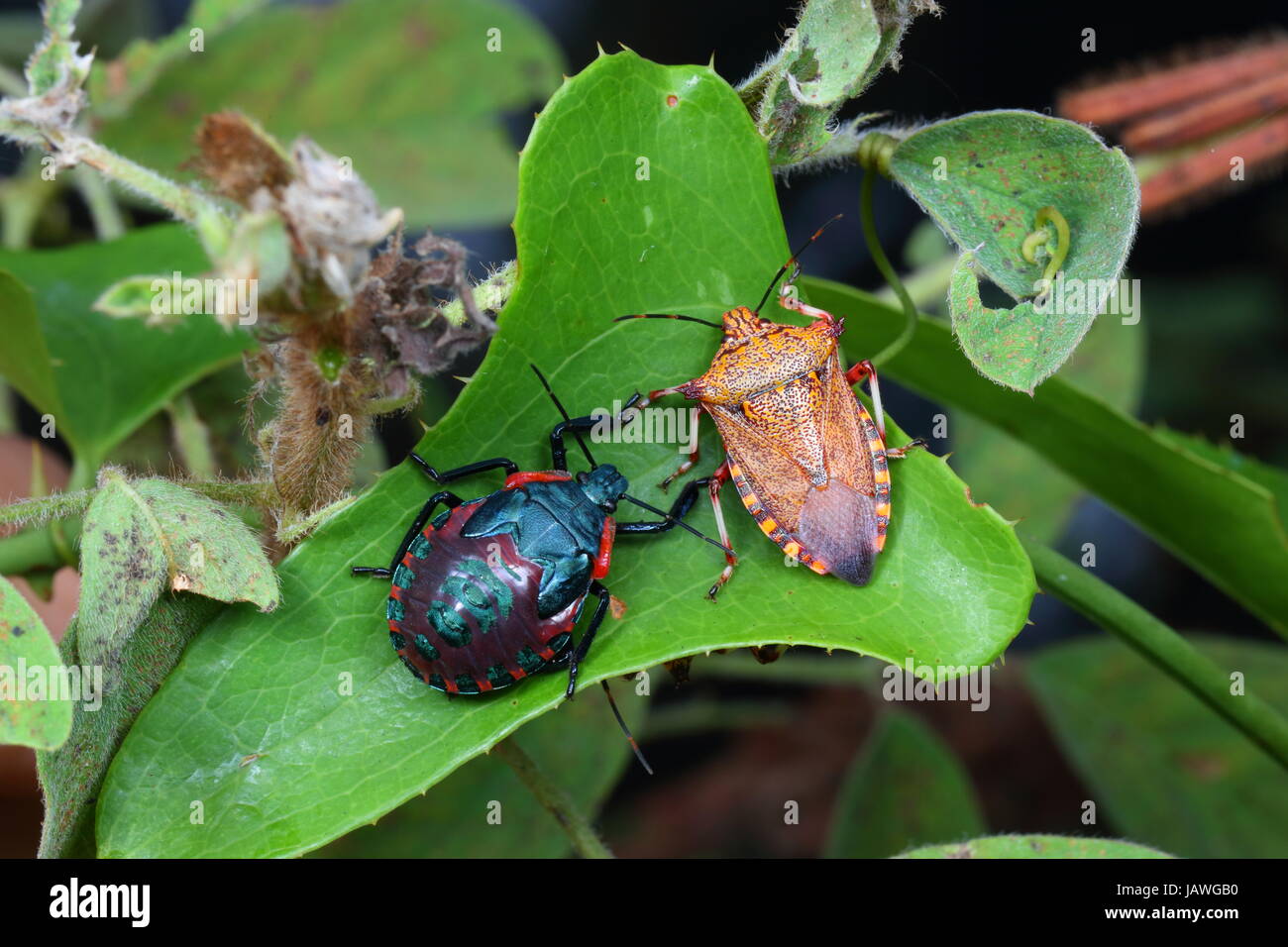 Giant strong nosed stink bugs, Alcaeorrhynchus grandis, adult and last instar nymph resting on a plant. Stock Photo