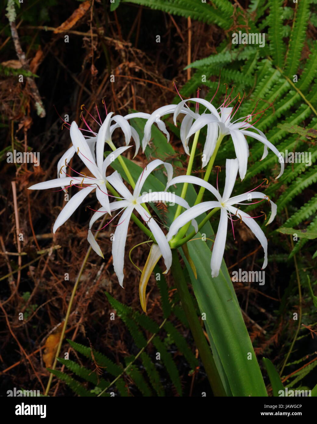 An American crinium, Crinium amercanus, grows in fresh water wetlands. Stock Photo