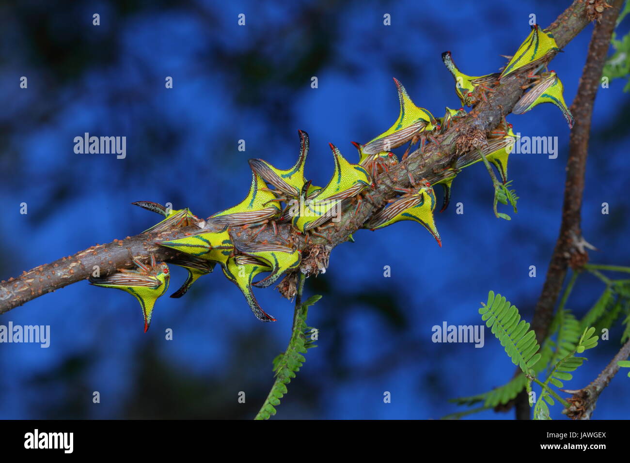 Thorn bugs, Umbonia crassicornis, on a palm frond. Stock Photo