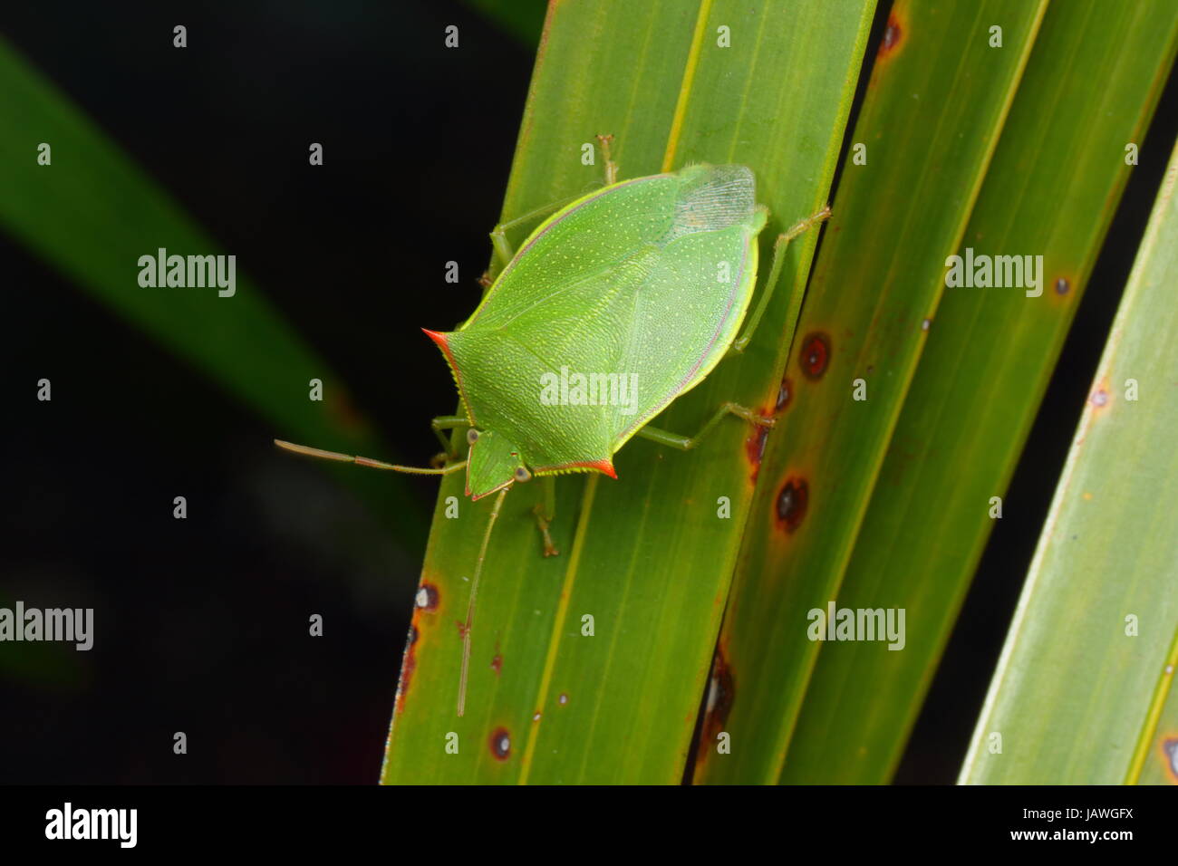 A spined green stink bug, Loxa flavicollis, crawling on a saw palmetto frond. Stock Photo