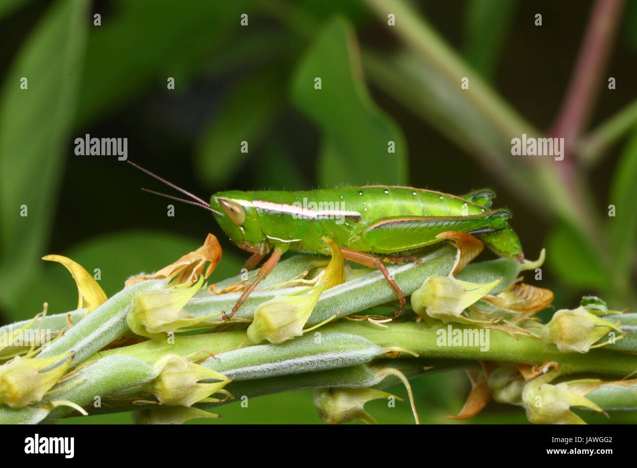 A linear winged grasshopper, Aptenopedes sphenariodes, perched on rattle box. Stock Photo