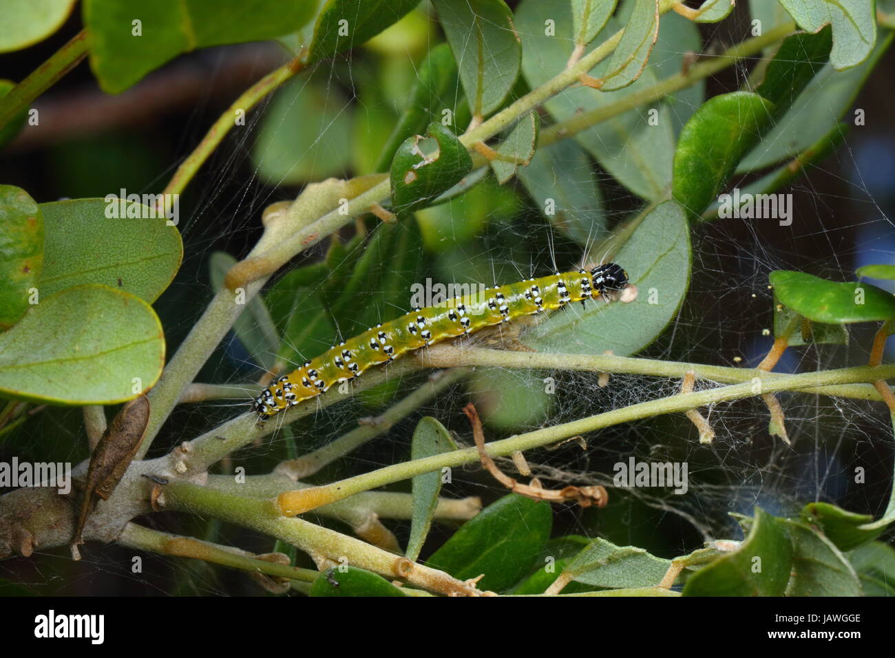 A genista broom moth caterpillar, Uresiphita reveralis, crawls on a plant stem. Stock Photo