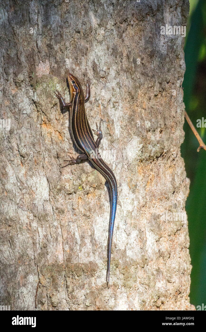 A five-lined skink, Plestiodon fasciatus, rests on a tree trunk. Stock Photo