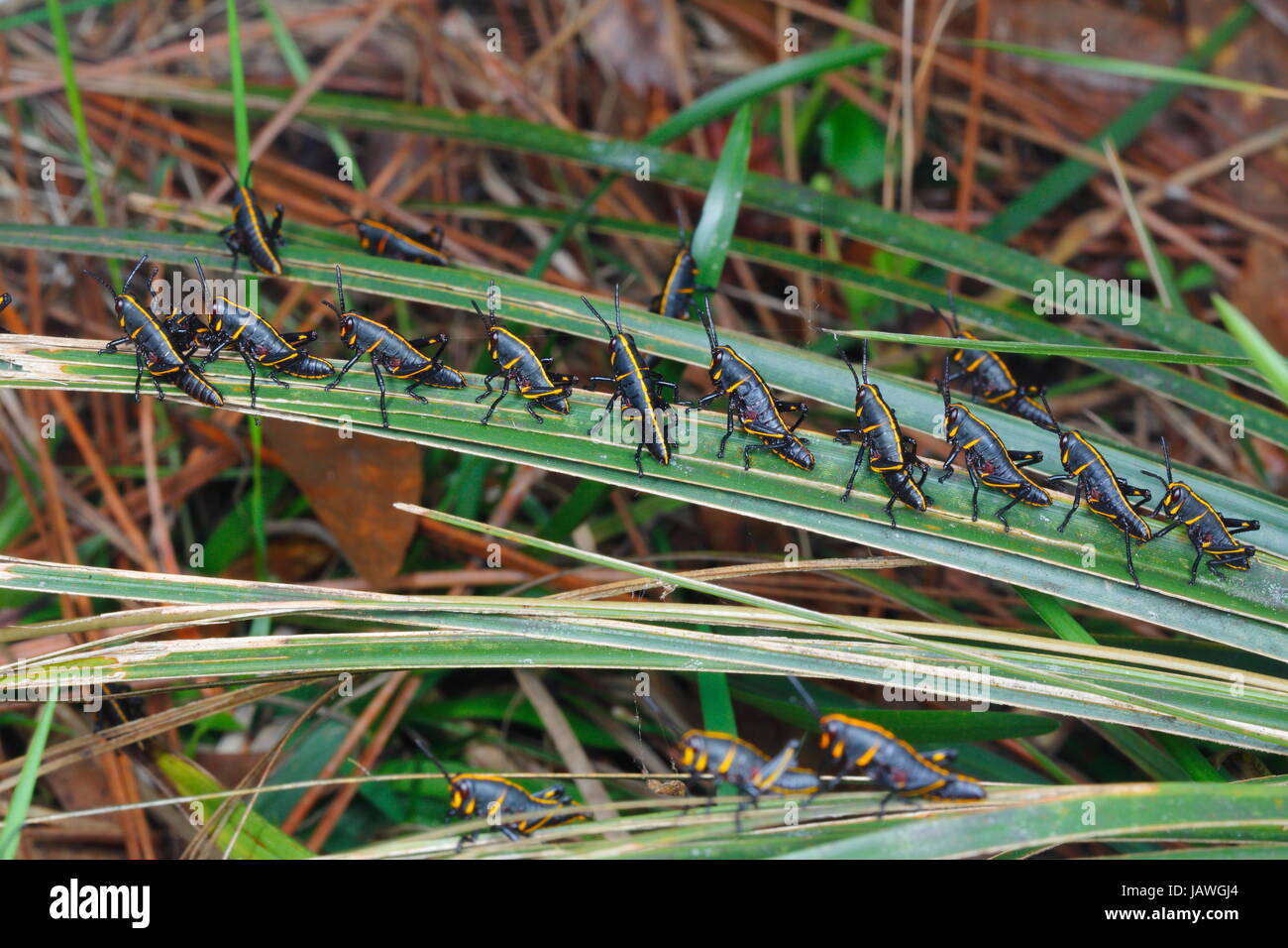 Lubber grasshopper nymphs, Romalia guttata, emerge from the ground in large groups. Stock Photo