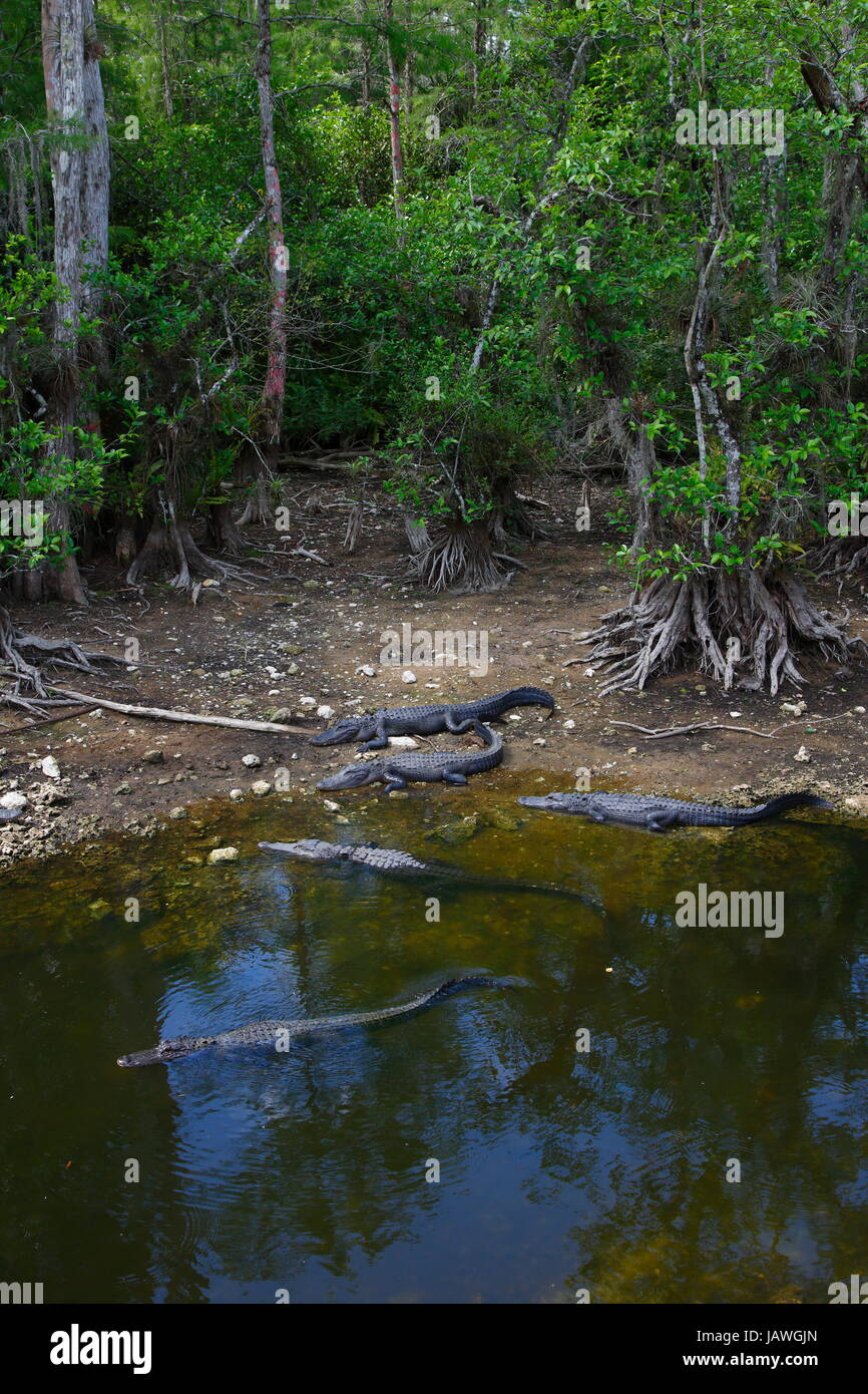 American alligators, Alligator mississippiensis, at the water's edge. Stock Photo