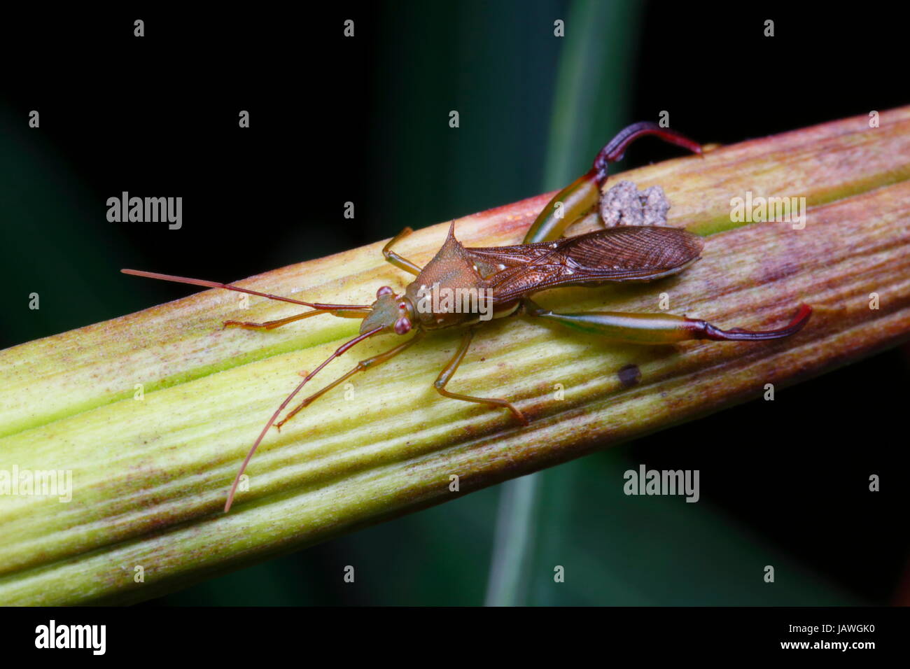 A bow-legged bug, Hyalymenus longispinus, crawling on a plant stem. Stock Photo