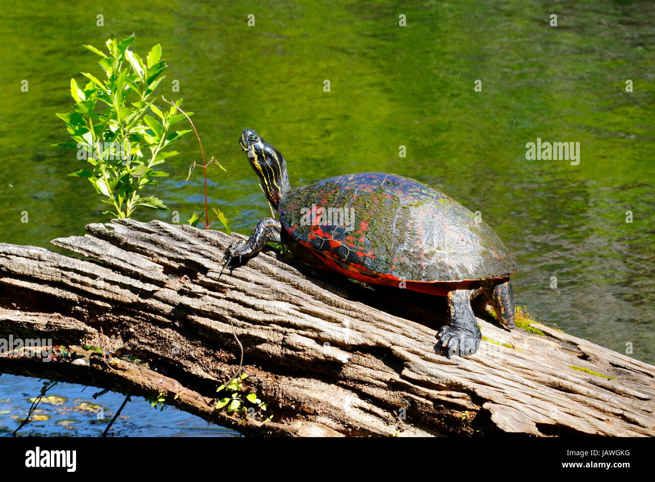 A Florida red bellied cooter, Pseudemys nelsoni. Stock Photo