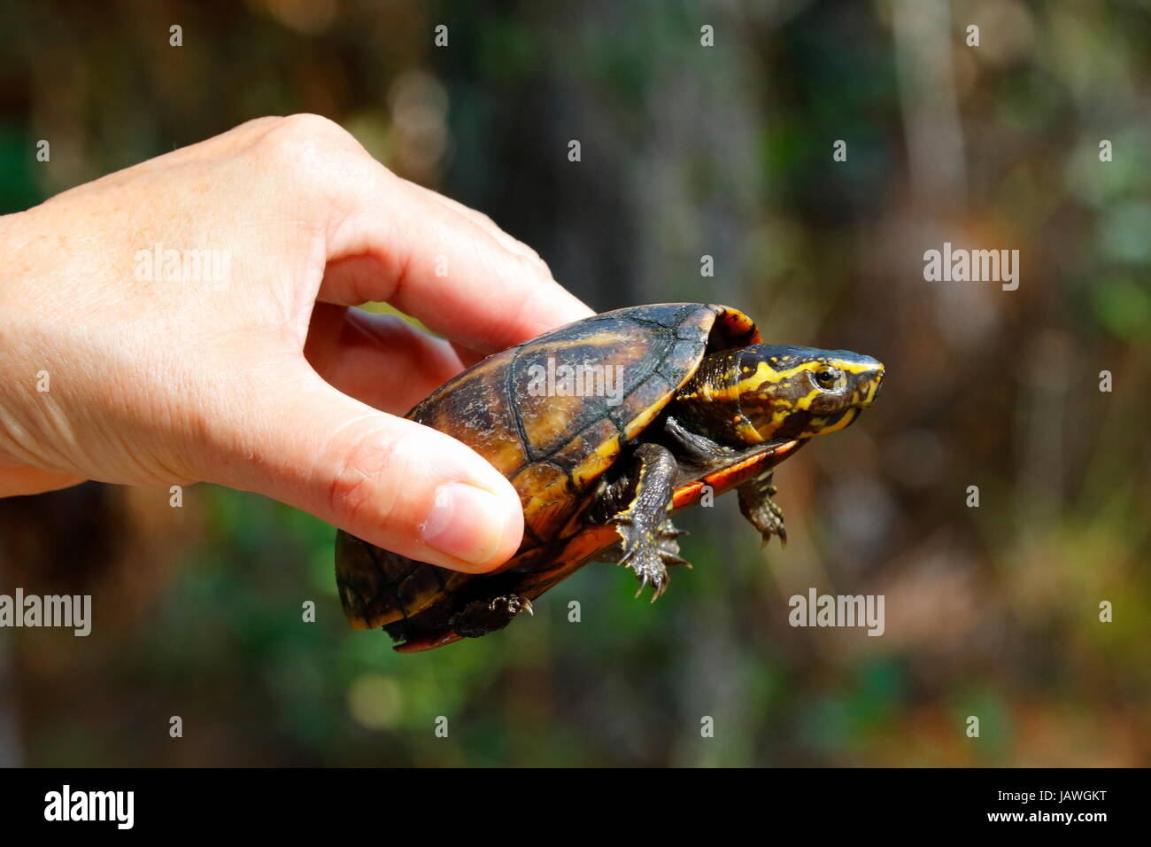 Man holding a turtle hi-res stock photography and images - Alamy