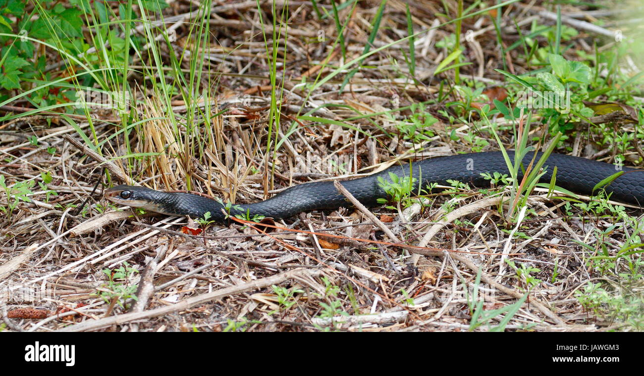 A southern black racer, Coluber constrictor priapus. Stock Photo