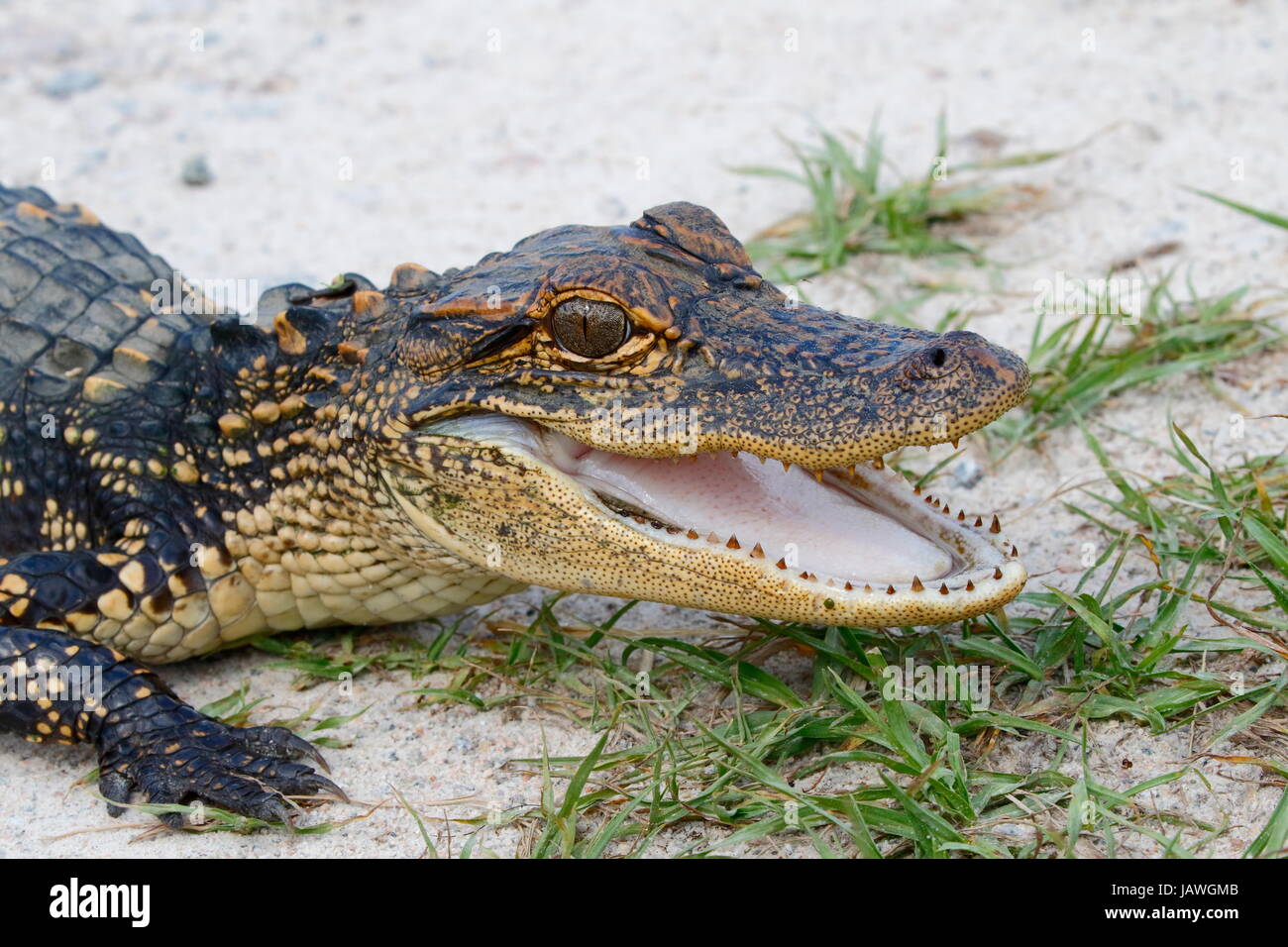 An American alligator, Alligator mississippiensis, with mouth open. Stock Photo