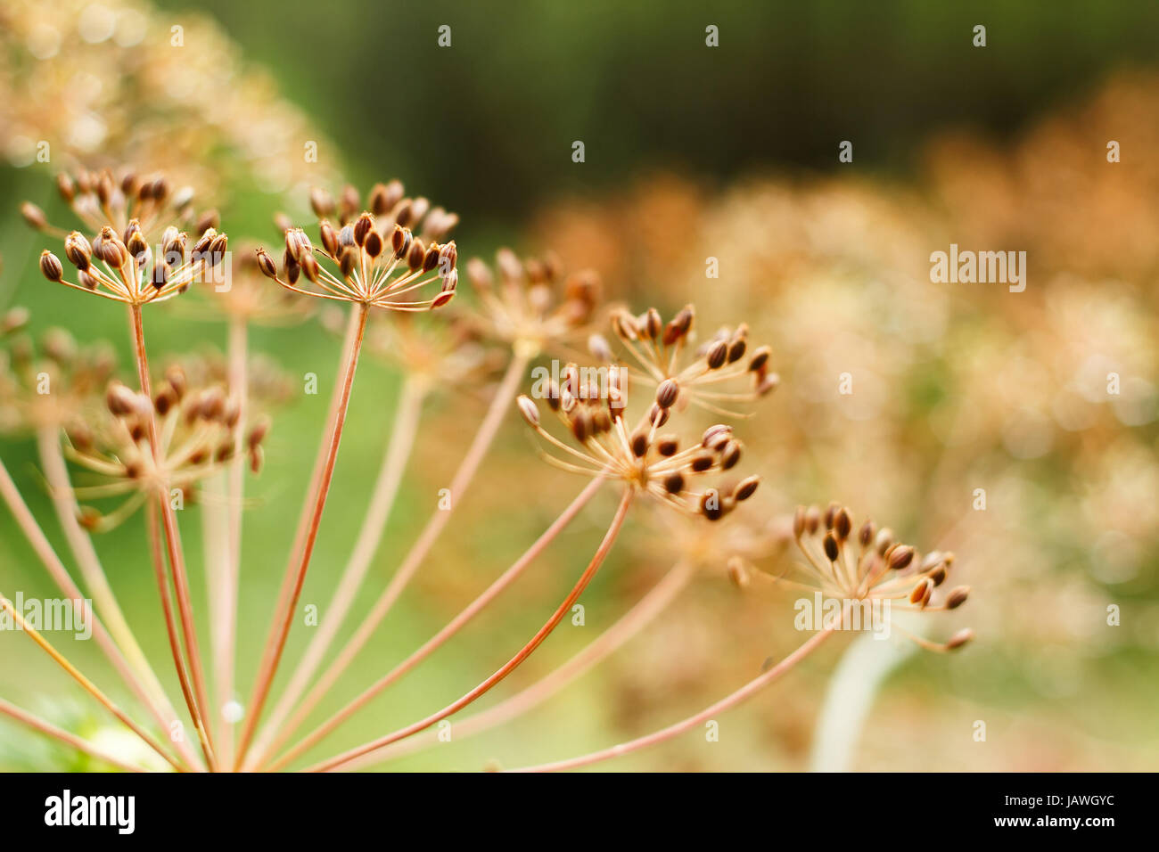 Close-up of ripe seed heads of dill ready for harvest Stock Photo - Alamy