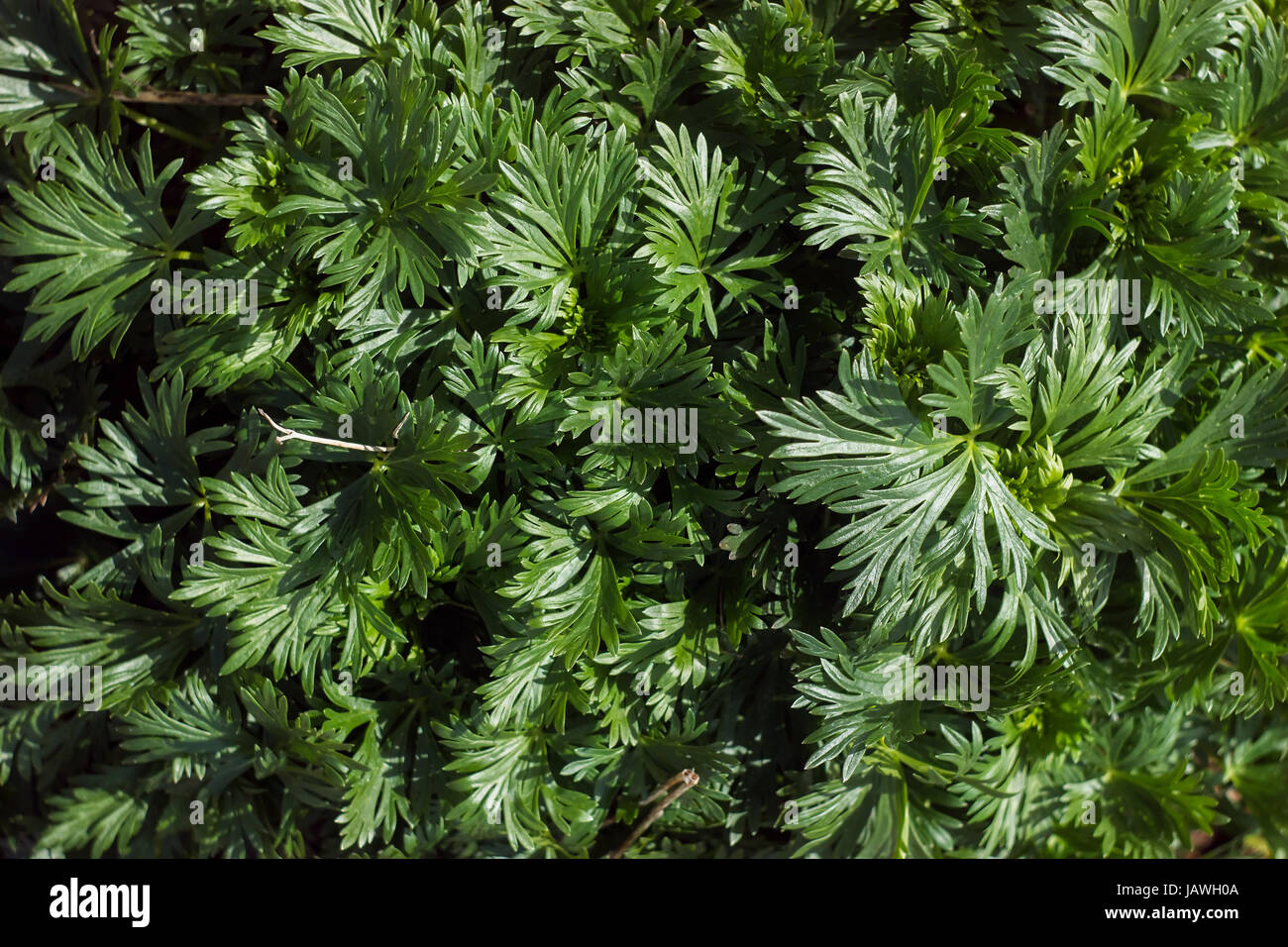 Young monkshood plant leaves, before flowering Stock Photo