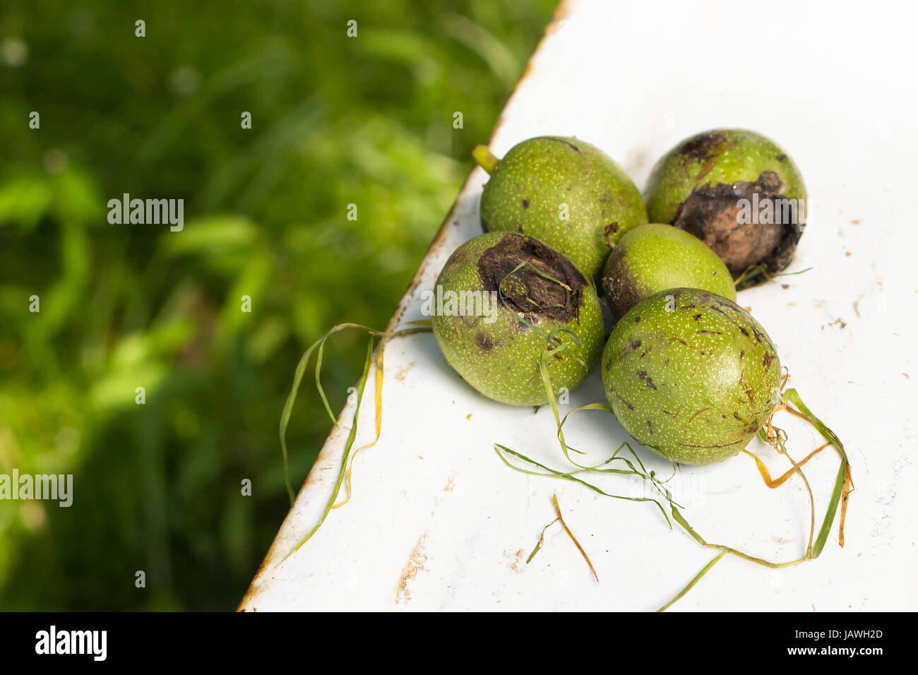 Green walnuts that have been knocked off the branches Stock Photo