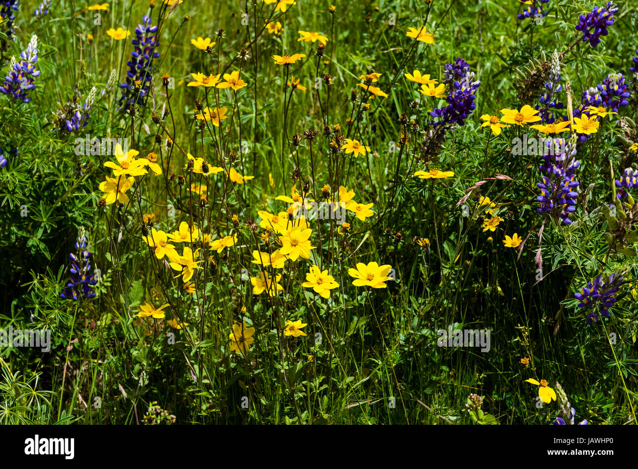 A field of yellow and purple flowers Stock Photo - Alamy