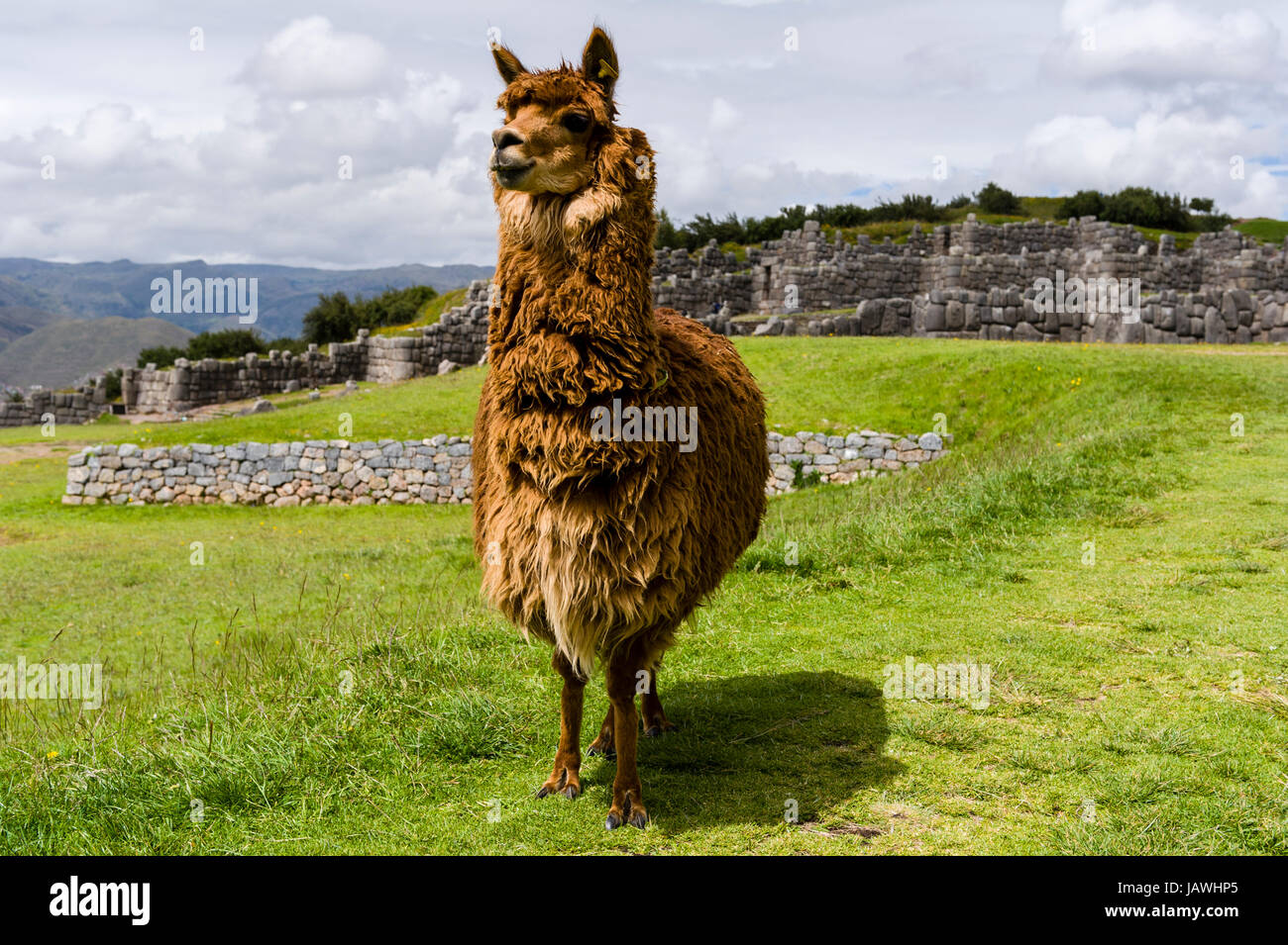The soft wool of a Lama in the ancient ruins of an Inca citadel Stock ...