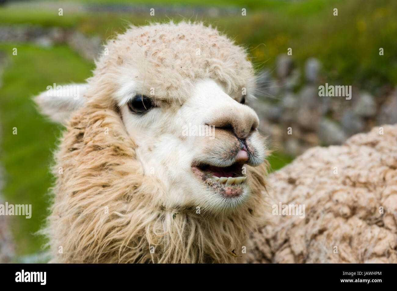 The teeth, muzzle and nostrils of a Lama in the ancient ruins of an Inca citadel. Stock Photo