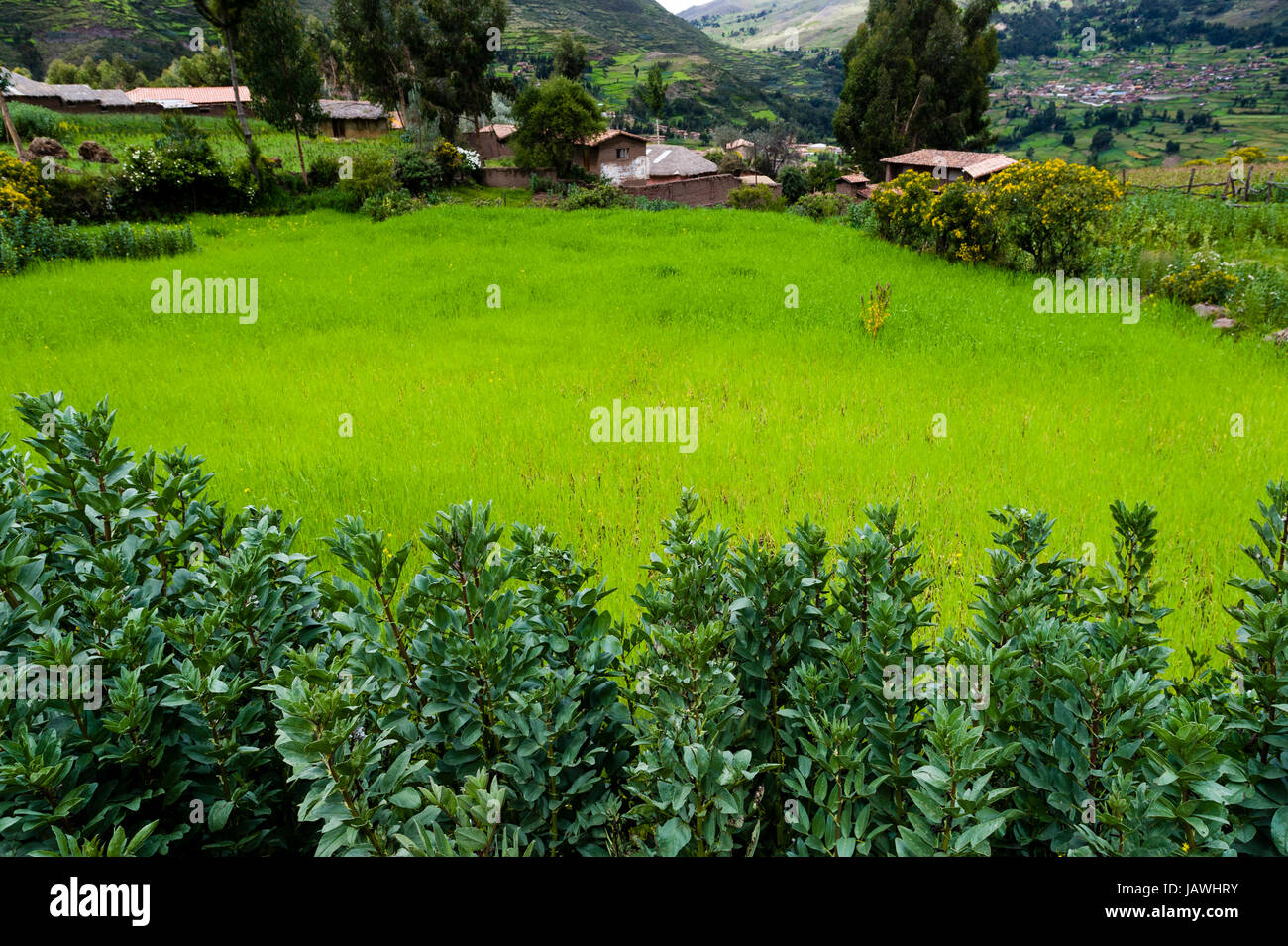 A field of quinoa in an Andes mountain village. Stock Photo