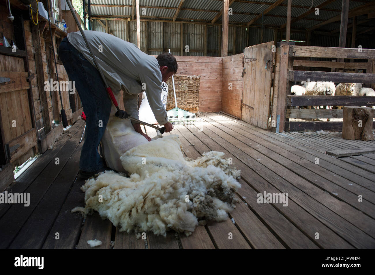 A shearer shears the wool from a sheep in a shearing shed. Stock Photo