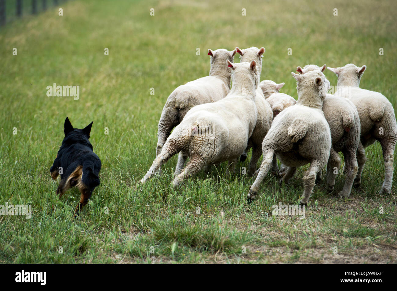 A kelpie dog herds sheep in a farm field. Stock Photo