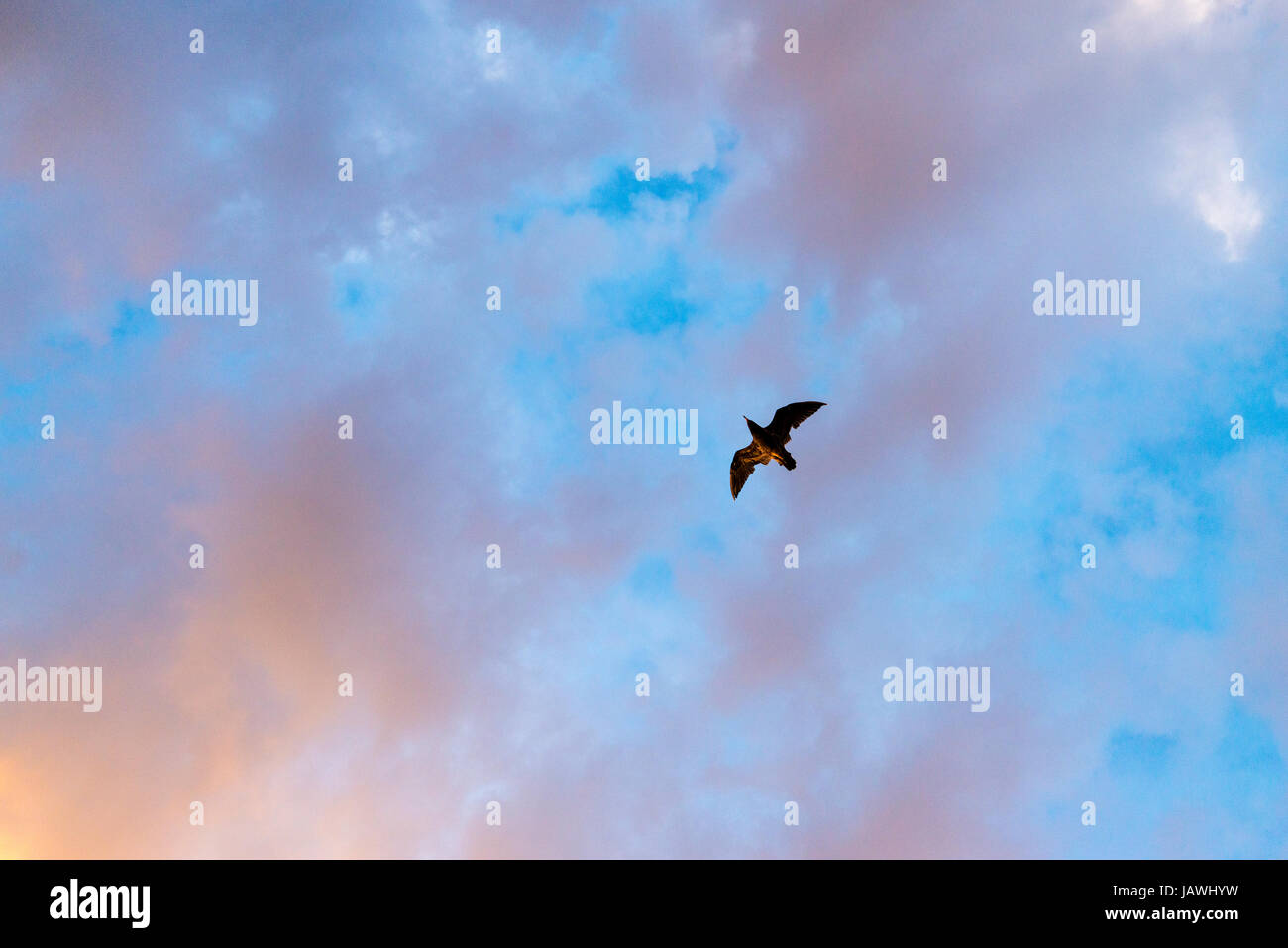 A Muttonbird Shearwater flying beneath the clouds at sunset. Stock Photo