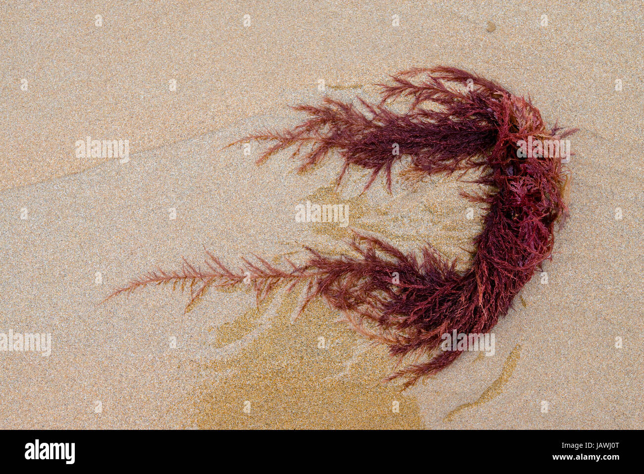 Bright burgundy seaweed deposited onto the beach at low tide. Stock Photo